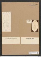 Dictyoneis marginata (Lewis) Cleve (de-Toni-Nr.: Genus 2, Species 839) Zeichnungen Sammlung Grunow Nr. 1665 (NHMW-BOT-W0368523)